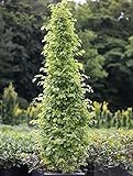 wissenschaft: Carpinus betulus Fastigiata Monument