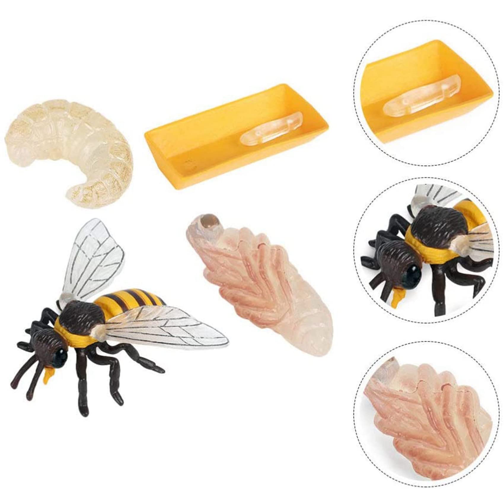Packung mit 4 Insekten Figuren Lebens Zyklus der Honigbiene Realistische Insekten Figuren Spielzeug PäDagogisches Modell Spielzeug