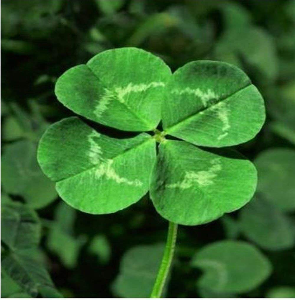 Mr.seeds-200 Seeds/Pack, Four Leaf Clover Seed Home Garden Decoration Bonsai Flower Seeds Beauty Lucky