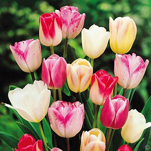 75+ Tulip Triumph Rainbow Mix - DH Seeds - UPC0687299670901