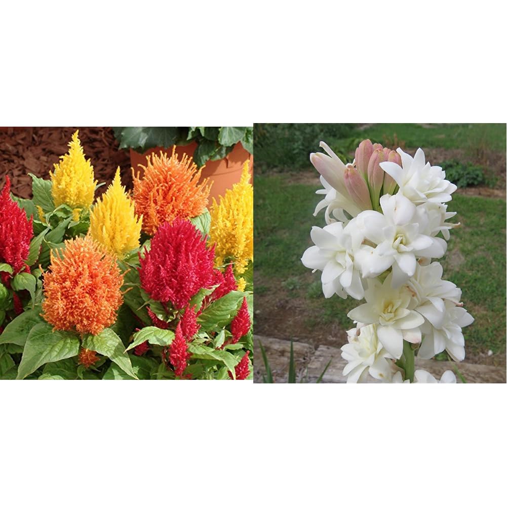 Kraft Seeds Celosia Plumosa Mixed Flower Desi Seeds Summer Variety Special (Multicolor) & Kraft Seeds Rajnigandha Double Flowering Bulbs (White, 8 Bulbs) (B0CCTXVP7Y) Amazon Price History, Amazon Price Tracker
