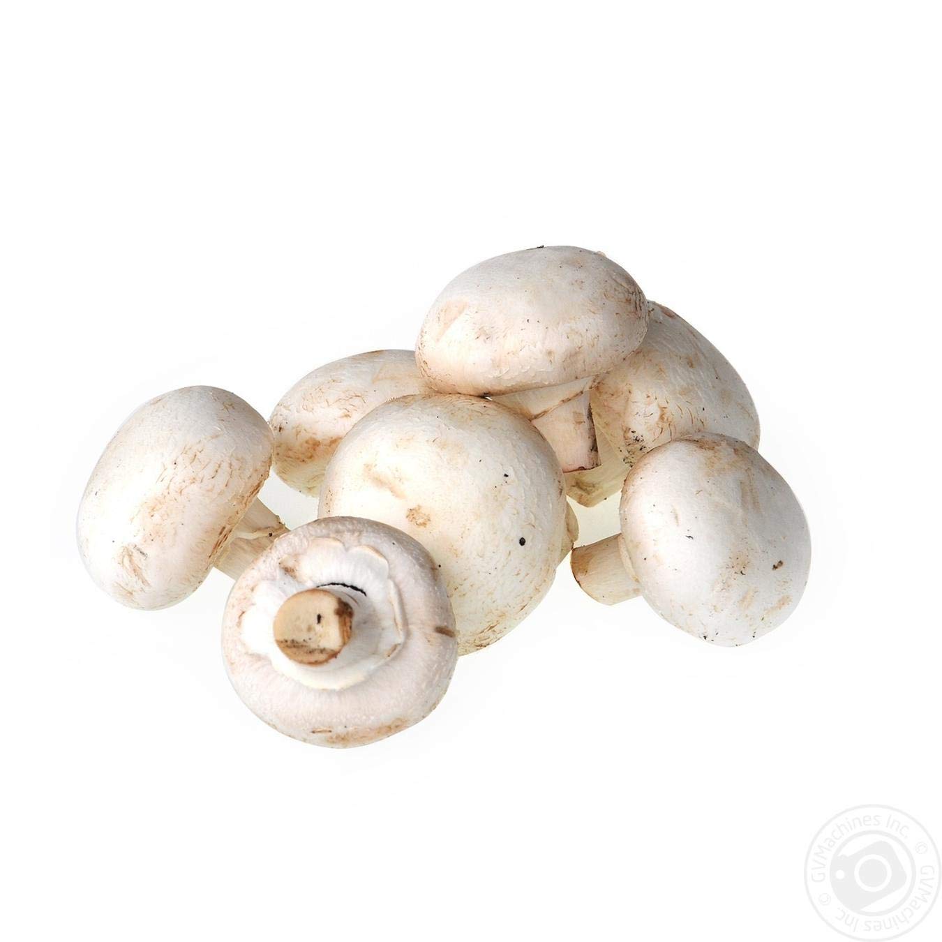 Champignon White Button Mushroom (Agaricus bisporus) Mycelium Spawn Dried Seeds (25g) by Garden Pleasure