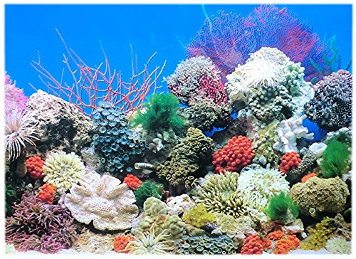 3D Aquarienrückwand Felsen-Optik 50x30cm - Naturgetreue Unterwasserlandschaft Für Aquarium & Terrarium