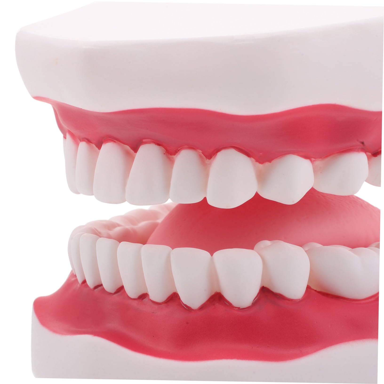 Modello Orale Didattico 56x Pvc con Arcata Integrata e Lingua | Dimostrazioni in Aula e Training Clinico, per Professionisti e Studenti Odontoiatrici, Struttura Anatomica Compatta