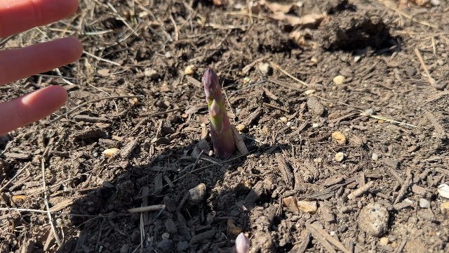 Jersey-Knight 10 Live Asparagus Bare Root Plants -2yr-Crowns from Hand Picked Nursery
