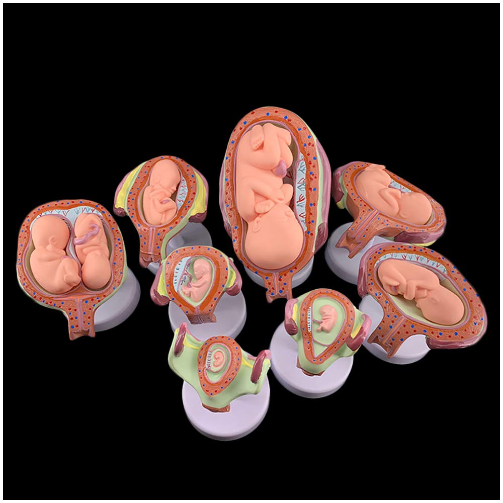 sjdoPulse Human Pregnancy Development Process Model - Embryonic Development Model Fetal Model Eight Parts Pregnancy Process Model Embryo Fetus Uterus Model (A)