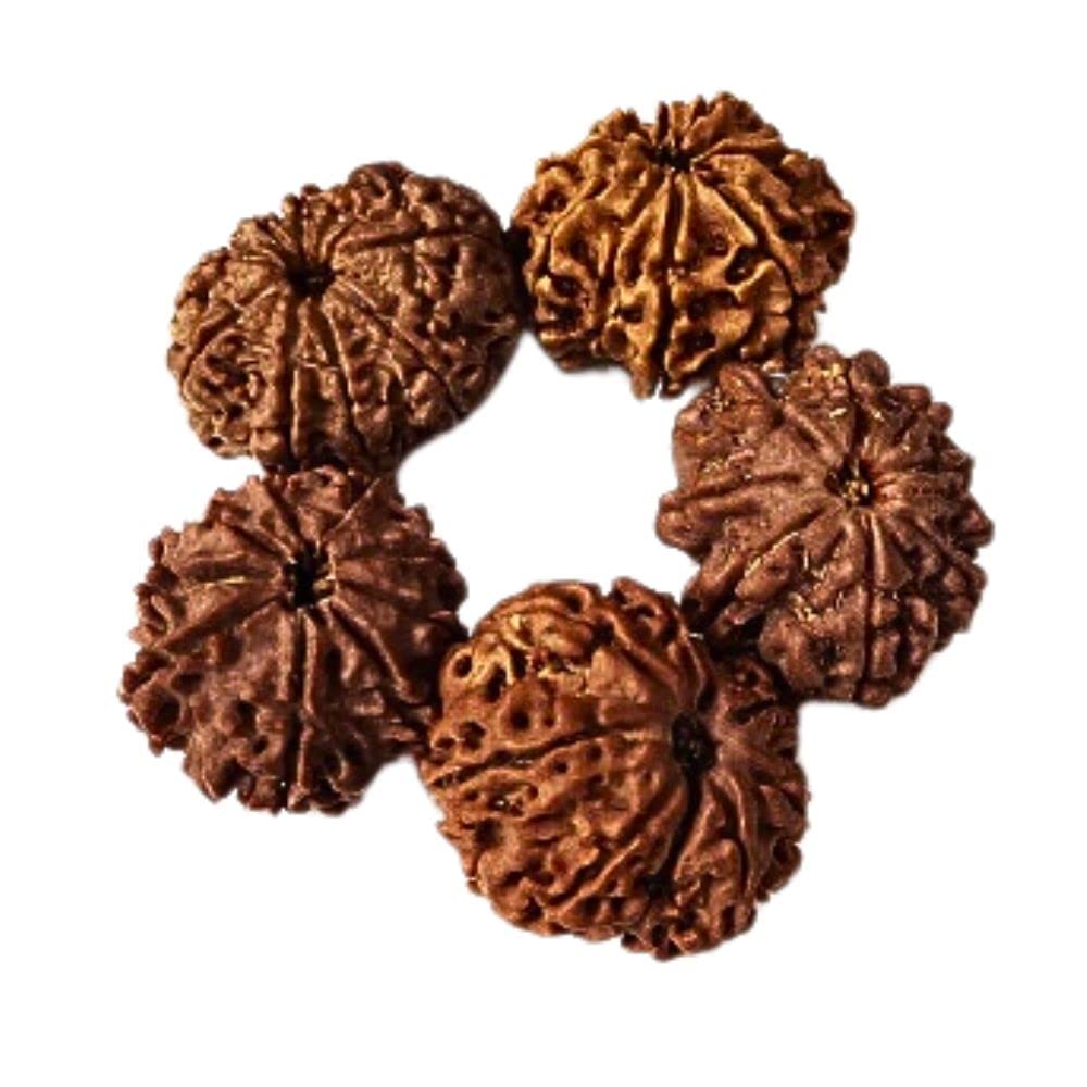 Natural 9 Mukhi Nine Faced Nepali Rudraksh at Wholesale Rate (Usd 36.3/piece) Spiritual Healing Loose Seed Making Jewellery Fine Quality Rudraksh for Reselling Astrologers Jewellers