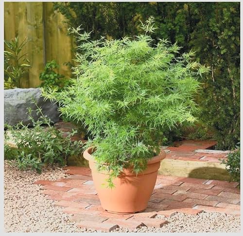 Seiryu Japanese Maple Tree – 2-Year Live Plant in Pot