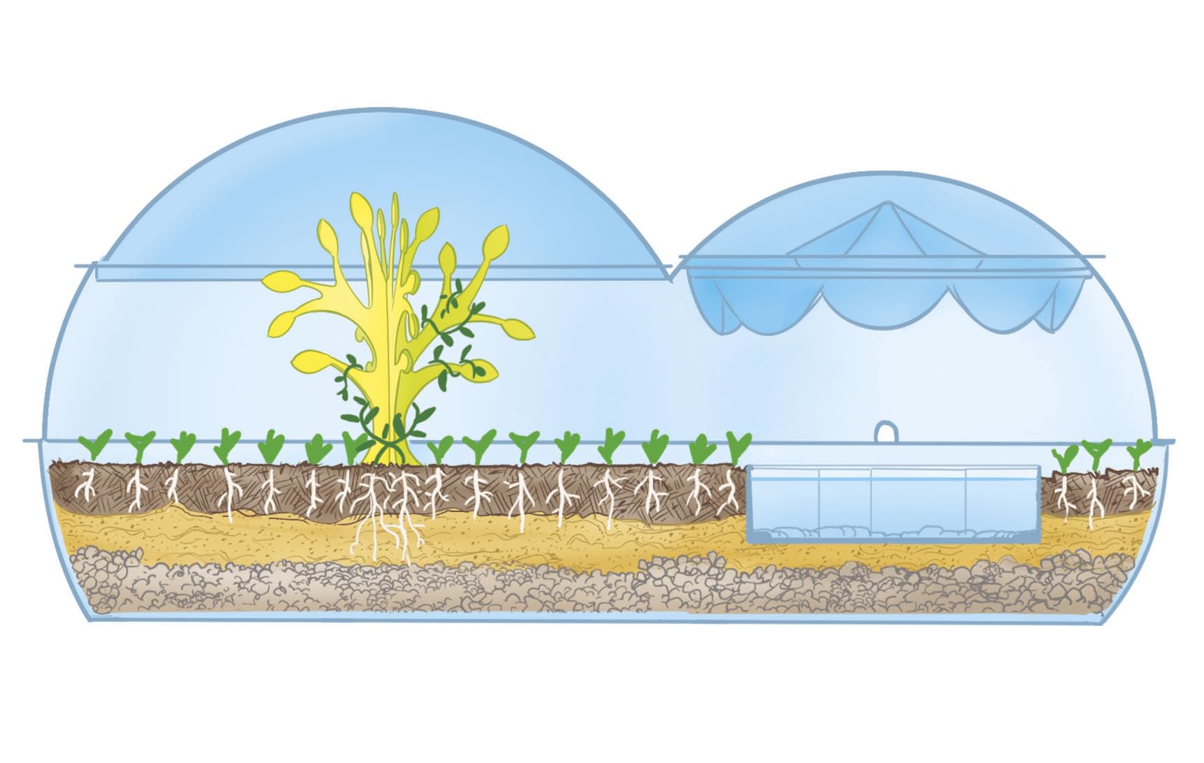 Clementoni Scienza e Gioco Lab - Rain Garden Terrarium, Kit Botanica 8+