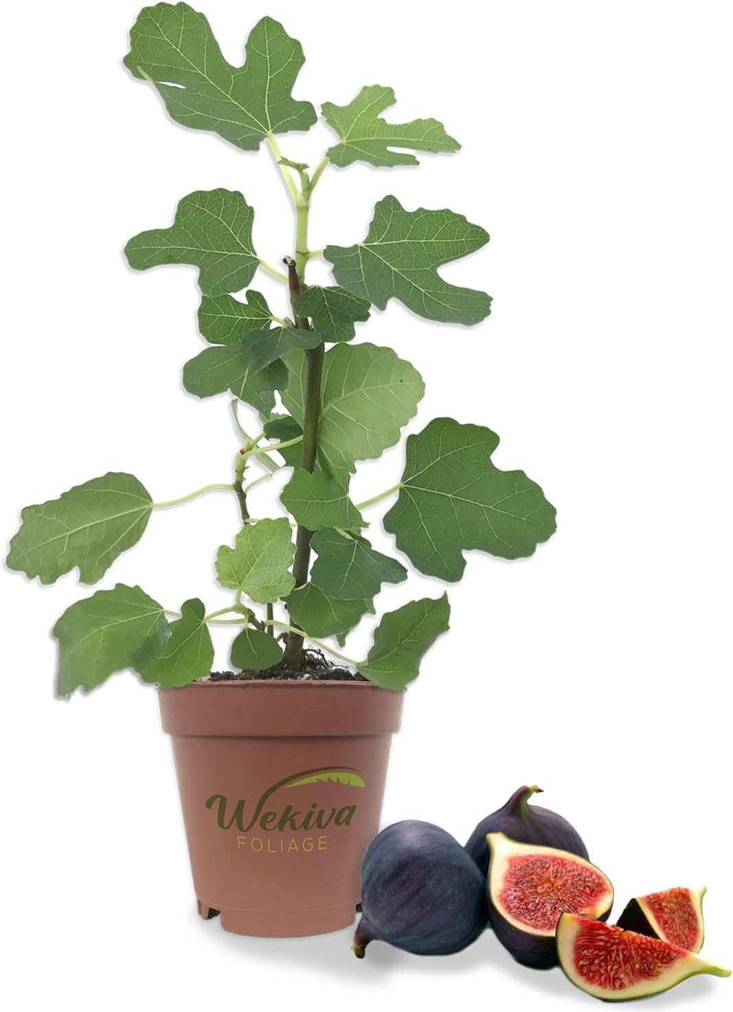 Black Mission Fig Tree - 10 Live Starter Plants - Ficus Carica - Edible Fruit Tree for The Patio and Garden