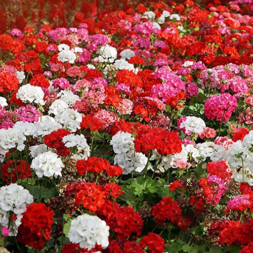 Géranium Seeds, Graines 500pcs Flourishing semences ornementales décoratives Géranium Semences pour Ideal extérieur Jardinage cadeau Cover