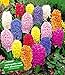 Produktbild BALDUR-Garten Hyazinthen Prachtmischung 30 Zwiebeln duftend Schnittblume Hyacinthus orientalis