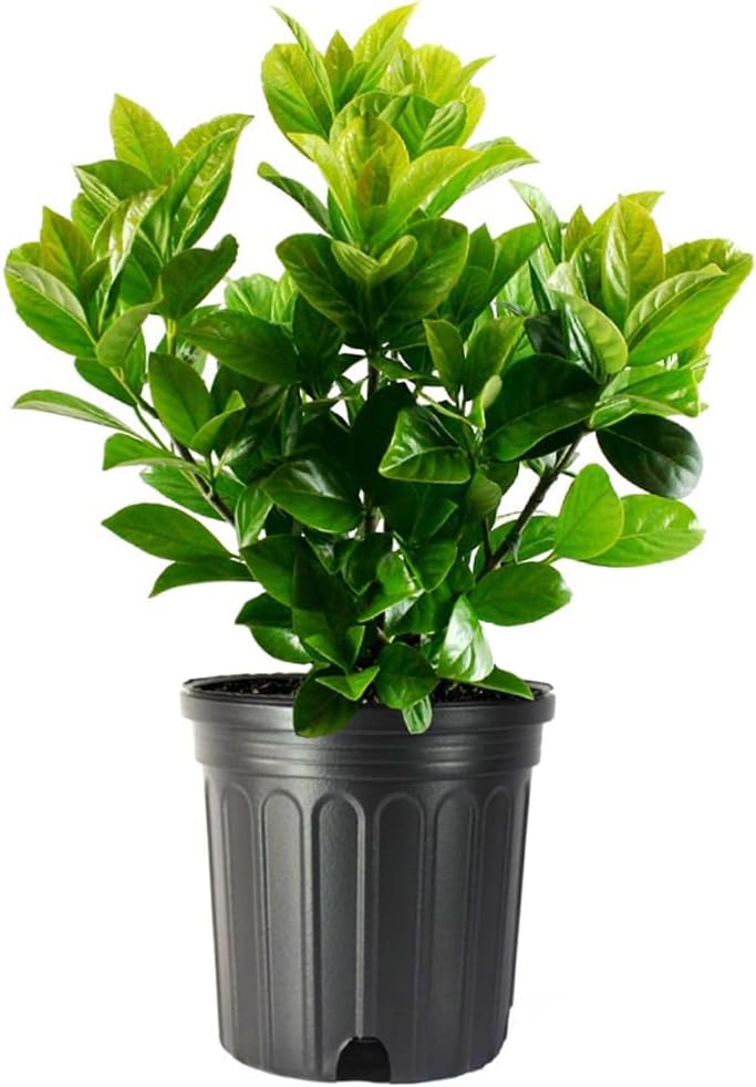 Viburnum Odoratissimum 1 Extra Large 3 Gallon Plant Sweet Viburnum Fast