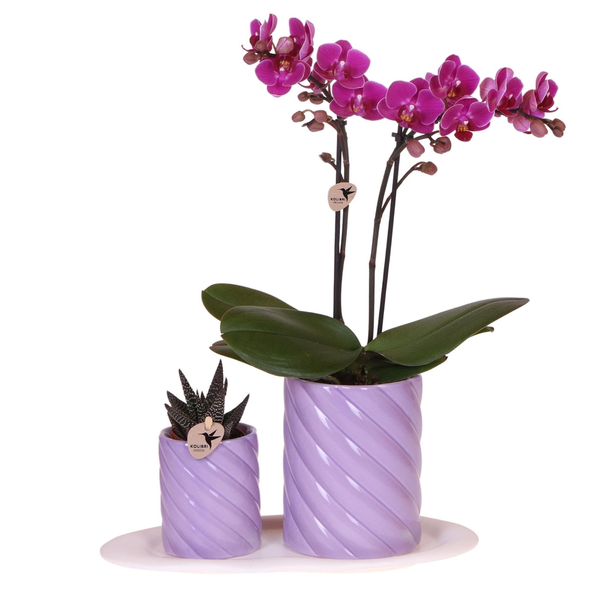 Colibri Orchids | Coffret cadeau Optimisme Petit violet | Plante verte avec orchidée Phalaenopsis orange dans des pots de plantes ornementales Candy sur plateau organique blanc