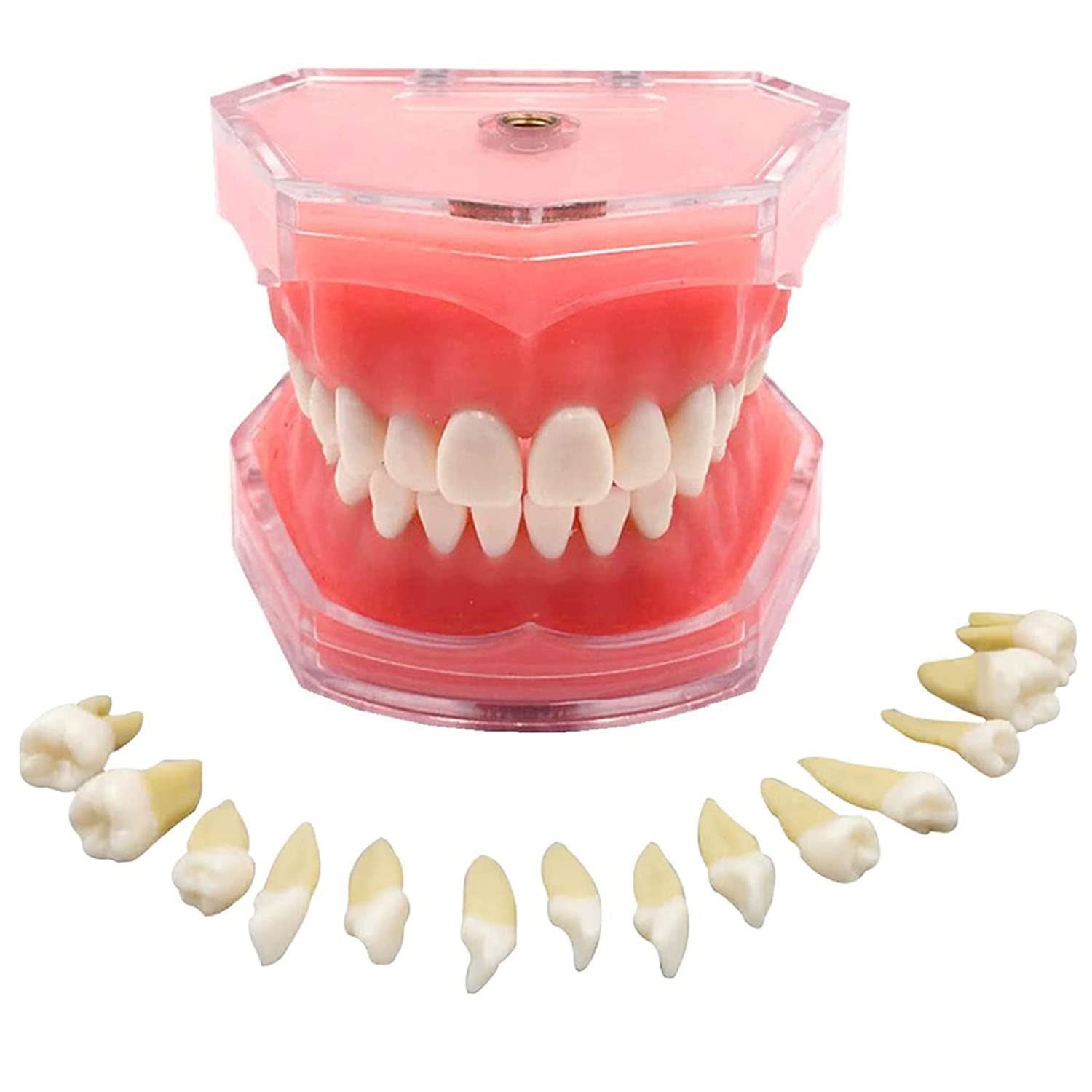 Amazon.co.jp: 歯列模型 歯のモデル標準的な歯科
