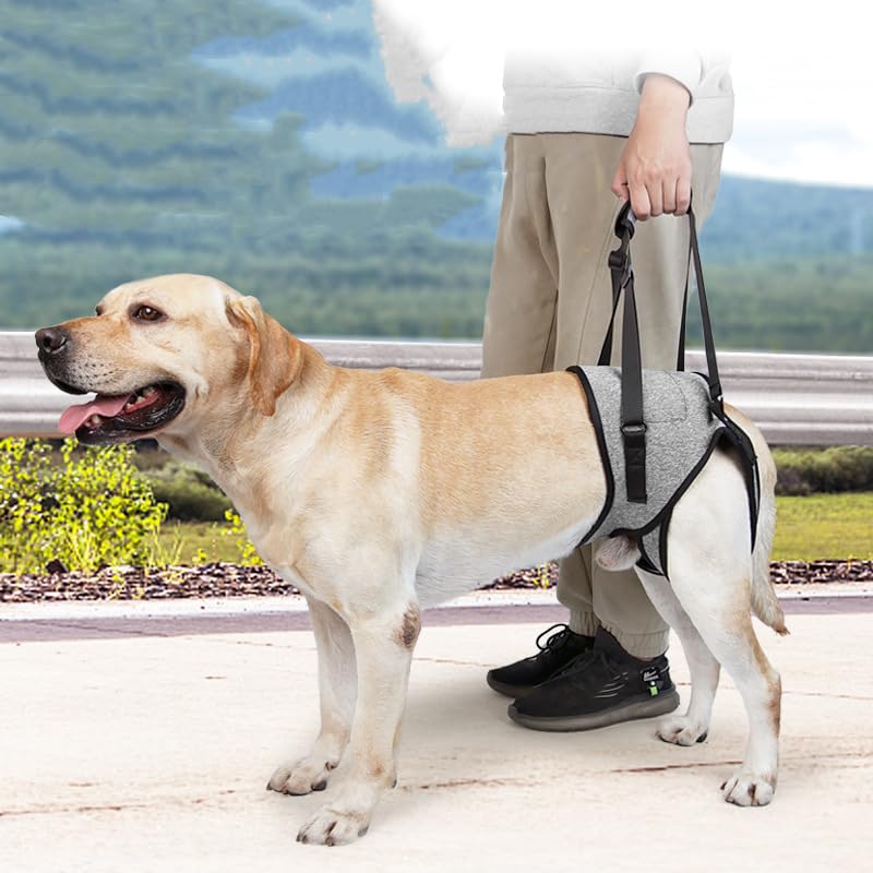 GOVNPJ Arnés de Levantamiento de Perros, arnés de elevación,arnés de Apoyo para Patas traseras, Correa de Apoyo Suave para Perros lesionados discapacitados, pequeños, medianos y Grandes (L, Gris)