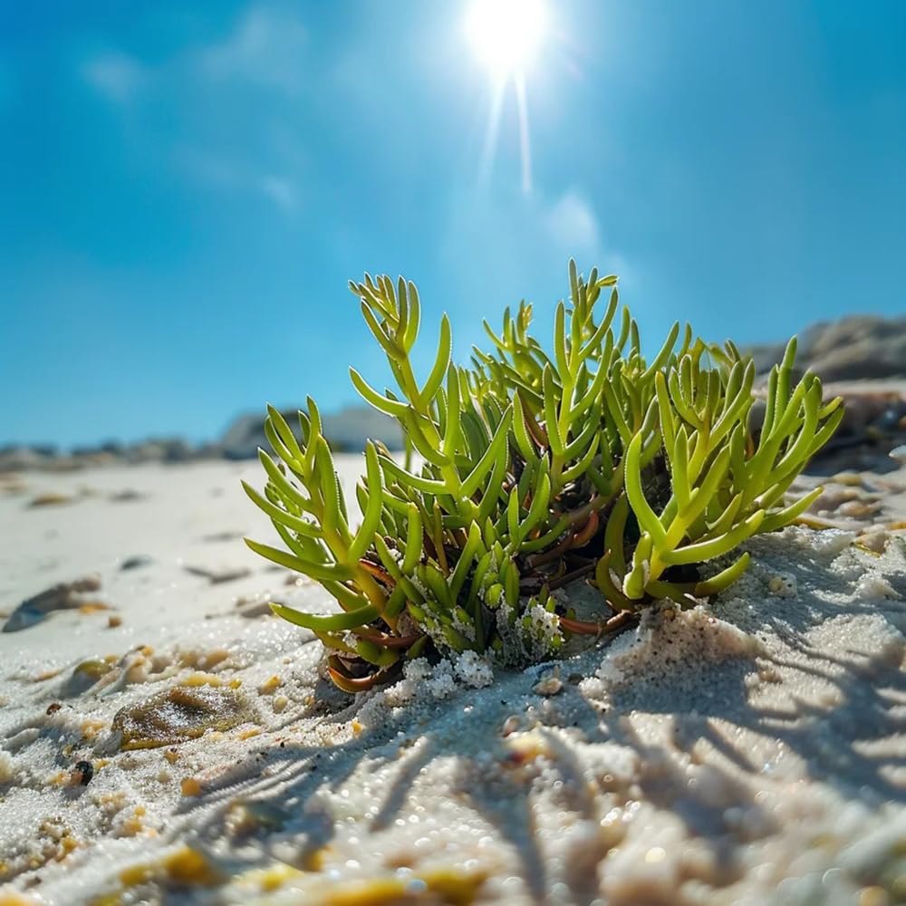 Semi di asparagi di mare - giardino di Salicornia europaea, vecchi, 300pcs