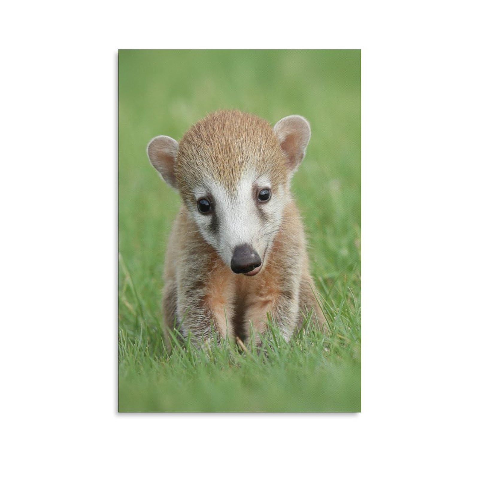 Explore 76 best coati coloring pages , download and print for free