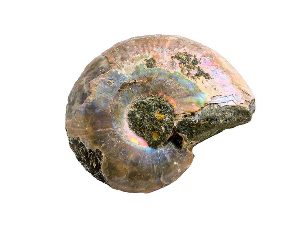 北海道アンモナイト　 化石　科学　自由研究　恐竜　発掘 北海道アンモナイト 化石 科学 自由研究 恐竜 発掘