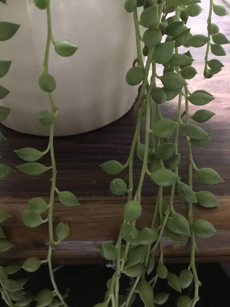 多肉植物 ピーチネックレス 抜き苗