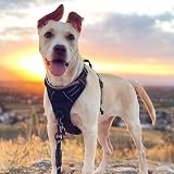 rabbitgoo Dog Harness Large Dog No Pull Pet Harness with 2 Leash Clips, Adjustable Soft Padded Pet Vest, Reflective No-Choke with Easy Control Handle for Training or Walking, Black, L - 9