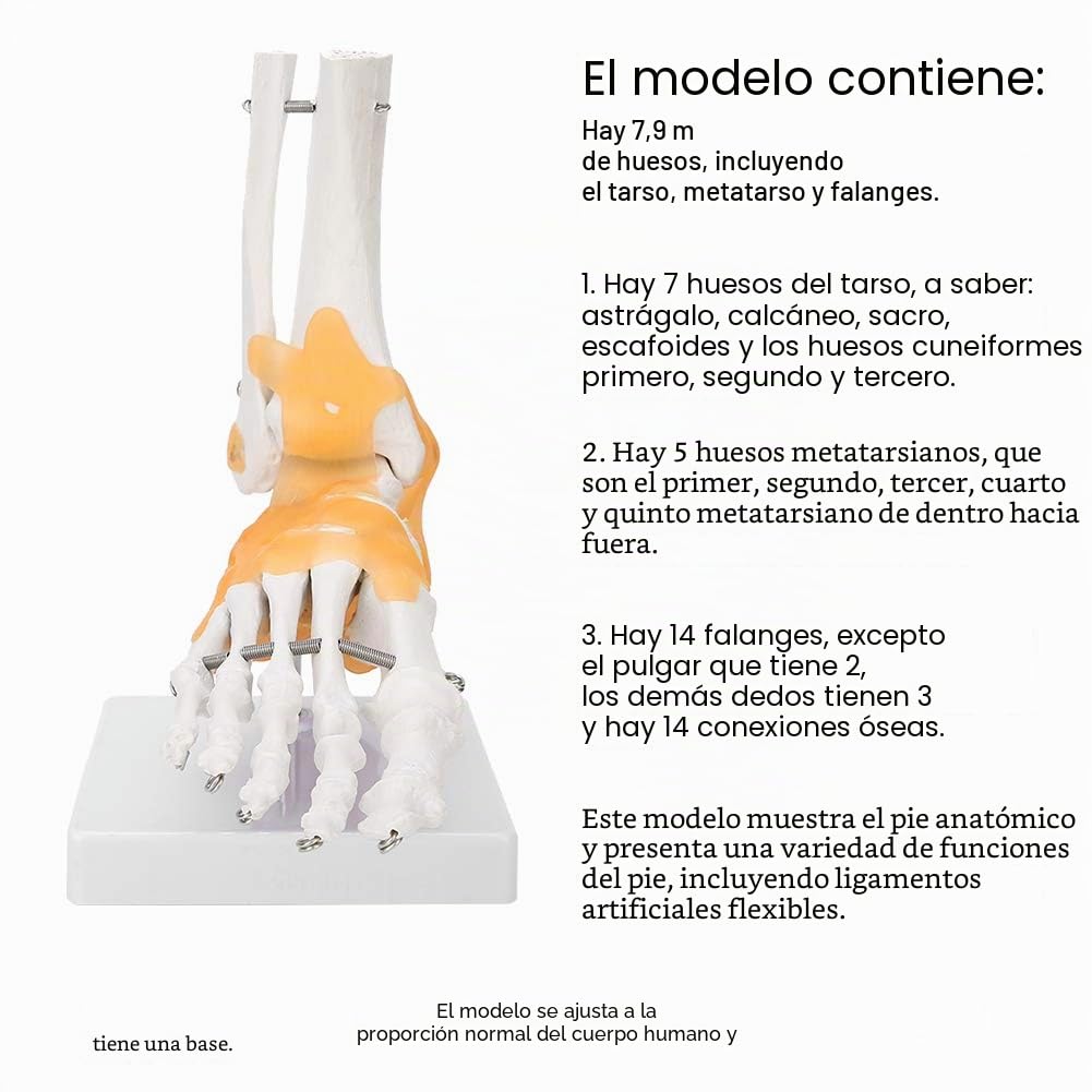 Modelo anatómico del pie, modelo anatómico de la articulación del tobillo del pie del ligamento del esqueleto humano adulto