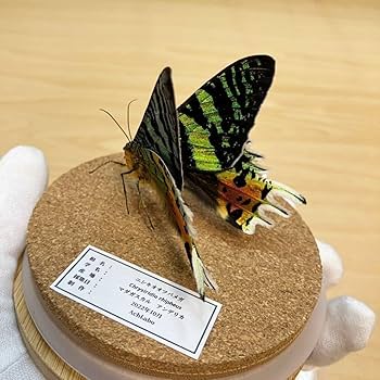 Amazon.co.jp: 昆虫標本ニシキオオツバメガ ガラスケース入り