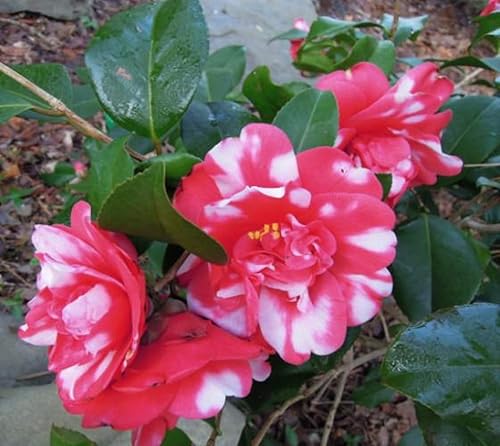 (1) - Gobernador Mouton Camellia Japonica - Planta de inicio (4L) (1 planta viva)