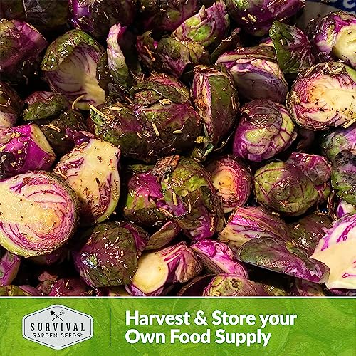 Survival Garden Seeds SGSBRUSSELSSPROUTSRED-1 Red Brussels Sprouts Seed thumb #5