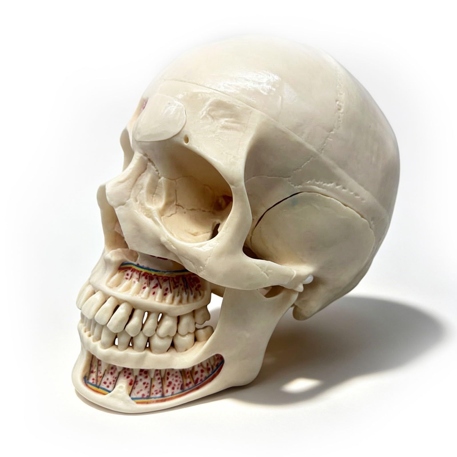 Modello anatomico del cranio umano per l'odontoiatria - 10 parti staccabili per uno studio dettagliato di arterie, vene e sistema neurologico | Perfetto per lo studio di anatomia e fisiologia