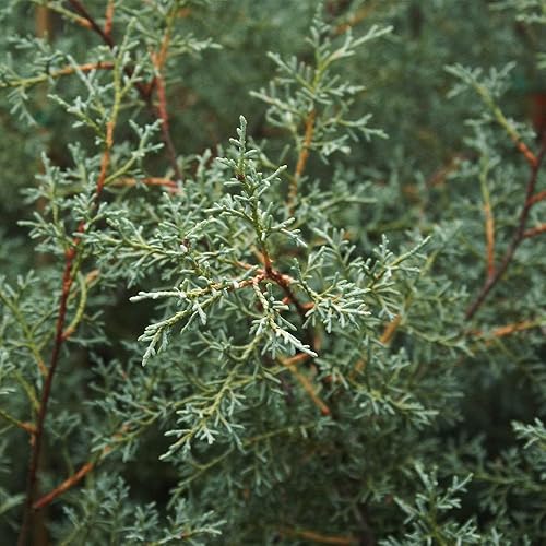 Miniatura 5 de Brighter Blooms - Arizona Blue Cypress Evergreen - Follaje brillante azul ICY  Belleza duradera  Deslumbramiento de invierno  Sin envío a AZ (4-5
