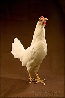 History Galore 24"x36" Gallery Poster, white leghorn chicken