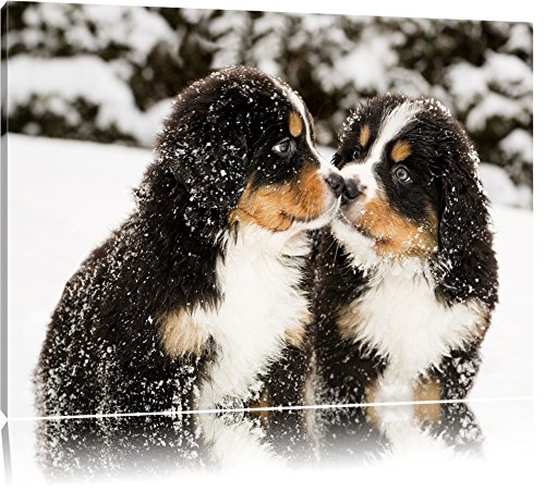 Pixxprint Bernersennen Hunde Welpen im Schnee, Größe: 60x40cm, Leinwandbild, fertig gespannt, Wandbild, Dekoration, Kunstdruck, kein Poster