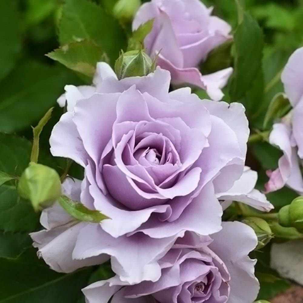 Amazon.co.jp: 四季咲きバラ苗 【爽】 2年生大苗 登録品種・品種登録