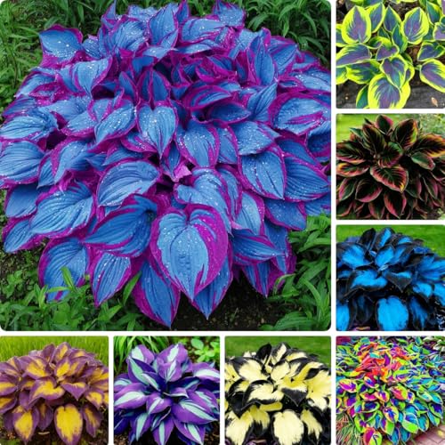 Fragrant Hosta Flower Seeds 110pcs – Perennial Shade Plants – Green Garden Foliage for Landscaping & Home Décor
