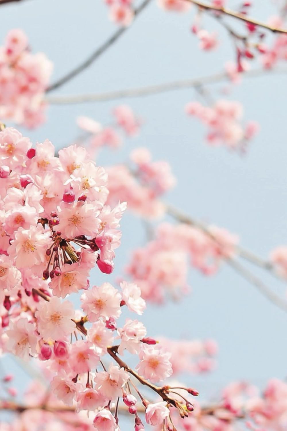 Florel - Quaderno 80 Pagine bianche, numerate