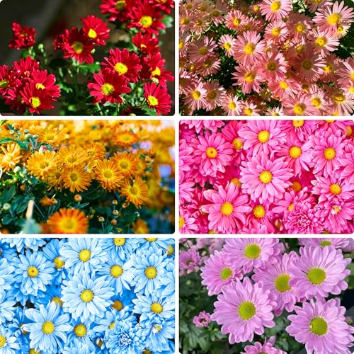 Mixrug Colorful Pyrethrum Seeds for Planting 1998+pcs Perennial Tanacetum Chrysanthemum Flower Seeds Heirloom Non-GMO Rare Hummingbirds Open Pollinated Flowers in Home Garden Outdoors