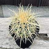 遊恵盆栽 サボテン：エキノカクタス 金鯱*S ☆赤松実生
