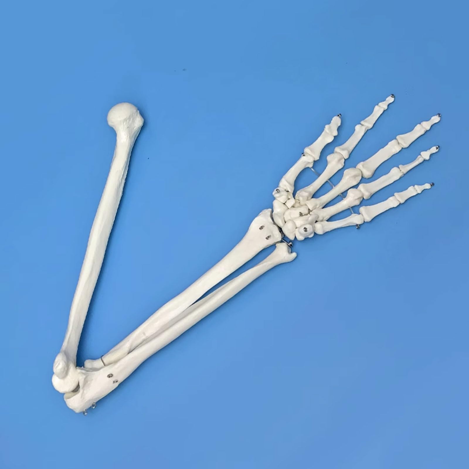 1: 1 Anatomiczny szkielet łopatki ludzkiej górnej kończyny Model Medyczne materiały dydaktyczne Model ramienia Zasoby medyczne