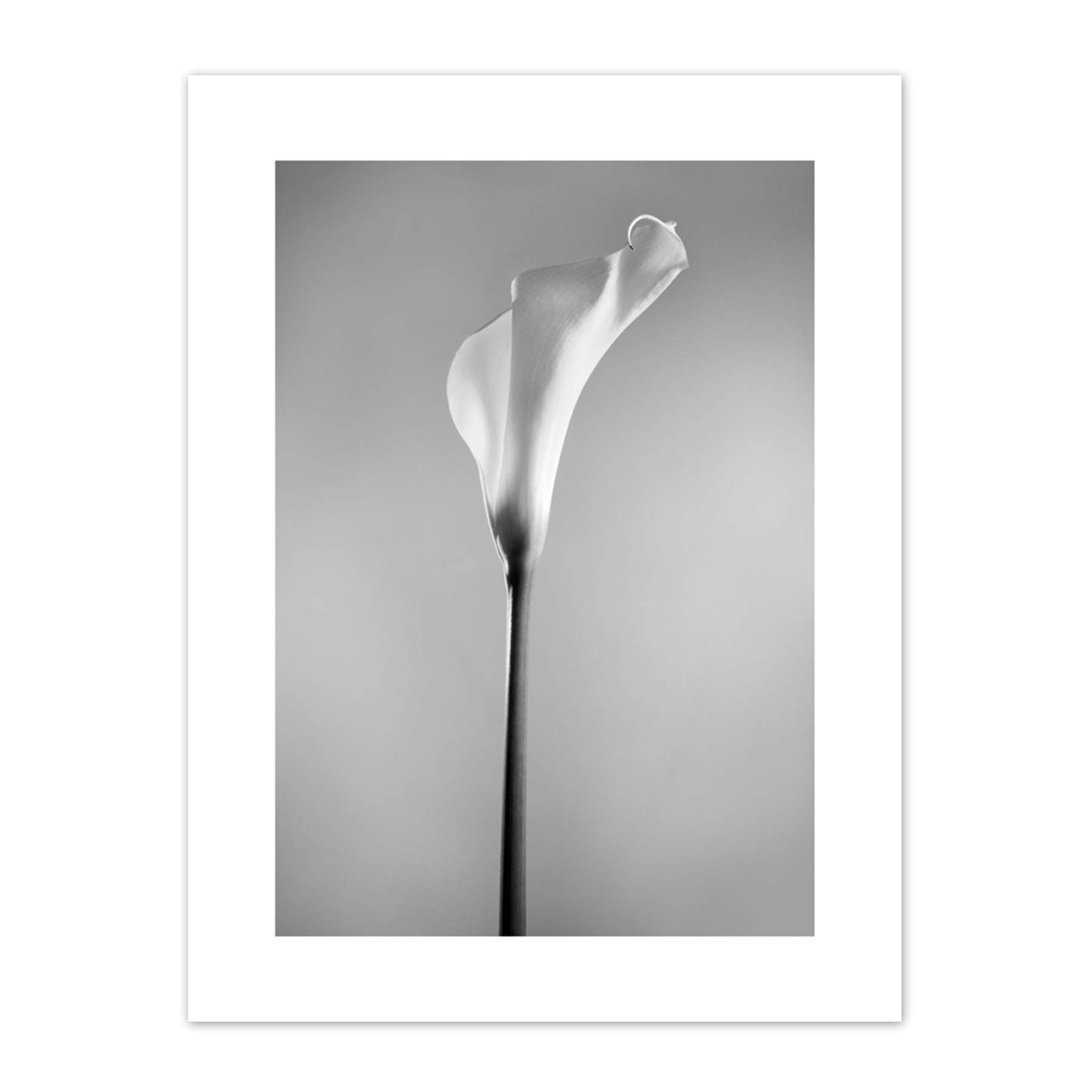 Wee Blue Coo Flower Black And White Calla Lily Art Print Canvas Premium Wall Decor Poster