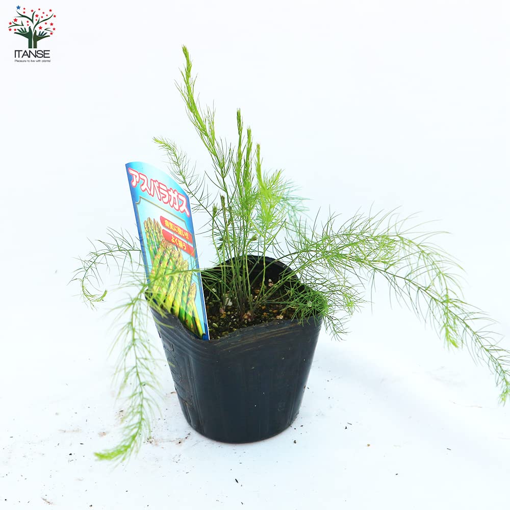 6月7日まで！アスパラガス苗（ウェルカム）200穴プラグトレー5枚