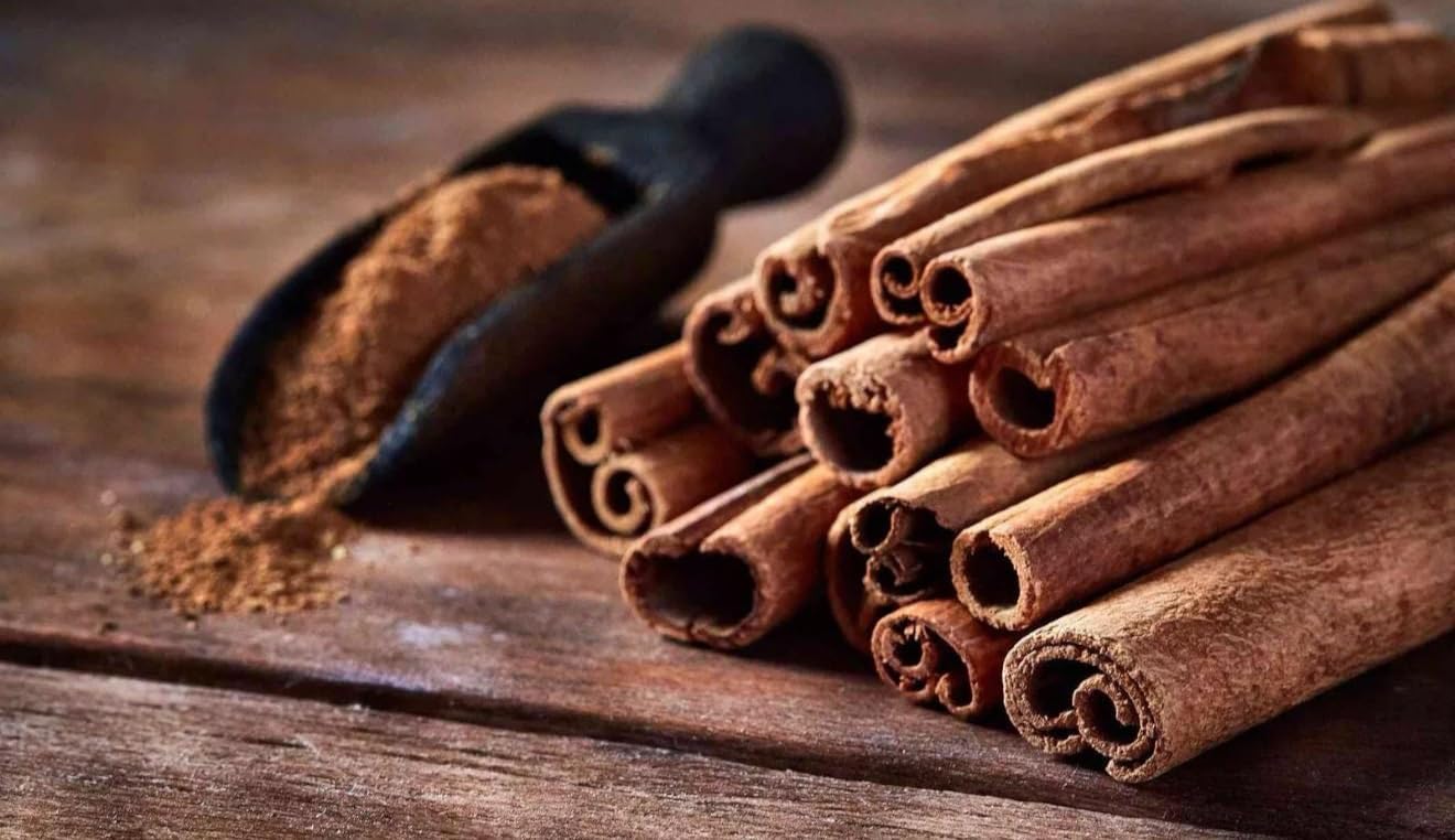 Big Cinnamon (Cinnamomum verum) Canela Live Tropical Tree (2-3ft) Plant