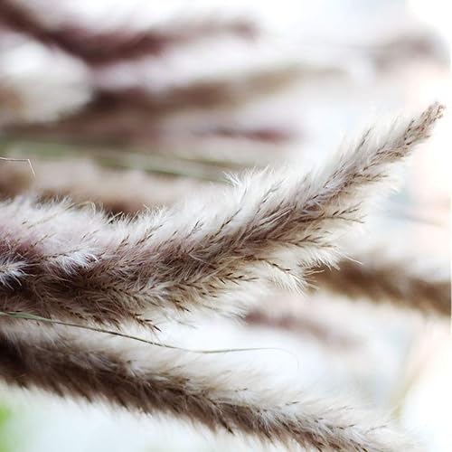 Miniatura 3 de 60 tallos de 22 pulgadas, flores secas naturales pequeñas de hierba de las pampas, Phragmites Communis, ramo de flores secas para bodas, arreglos