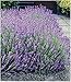 BALDUR Garten Winterharte Stauden Lavendel-Hecke 'Blau', 9 Pflanzen Duftlavendel Lavandula angustifolia Munstead echter Lavendel