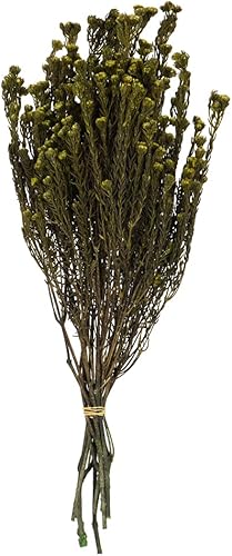 Miniatura 1 de Vickerman Flor de albahaca de algodón Phylica de 16 pulgadas de largo, flores secas preservadas reales para bodas, decoración del hogar o arreglos