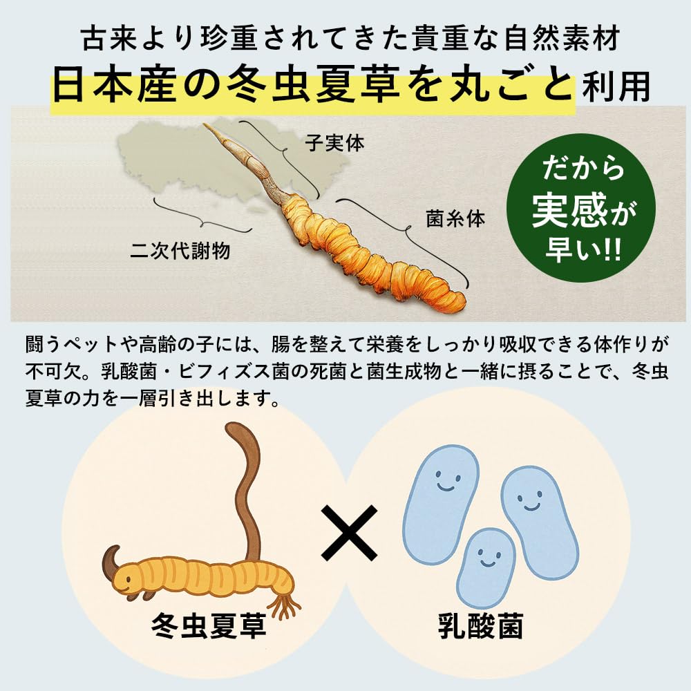 Amazon | コルディ フローラ 犬 猫 冬虫夏草 乳酸菌 サプリ 国産 100g
