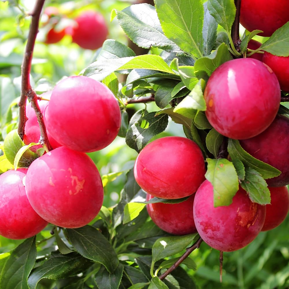 Red June Plum Tree