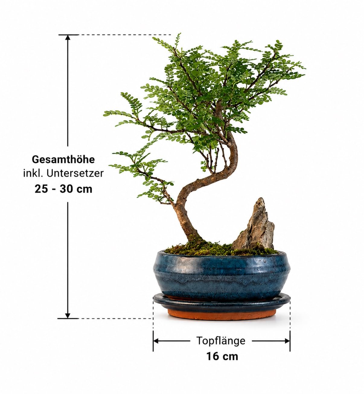 Pfefferbaum Bonsai Anfänger Set – Zanthoxylum piperitum 25–30 cm Höhe im 16 cm Topf mit Untersetzer, 250 ml Pokon Dünger & Bonsaischere