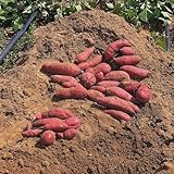 400 piezas Semillas de batata orgánicas, semillas orgánicas hortalizas semillas de hortalizas batatas, Ipomoea batatas, semillas de hortalizas variedades antiguas plantas de camote