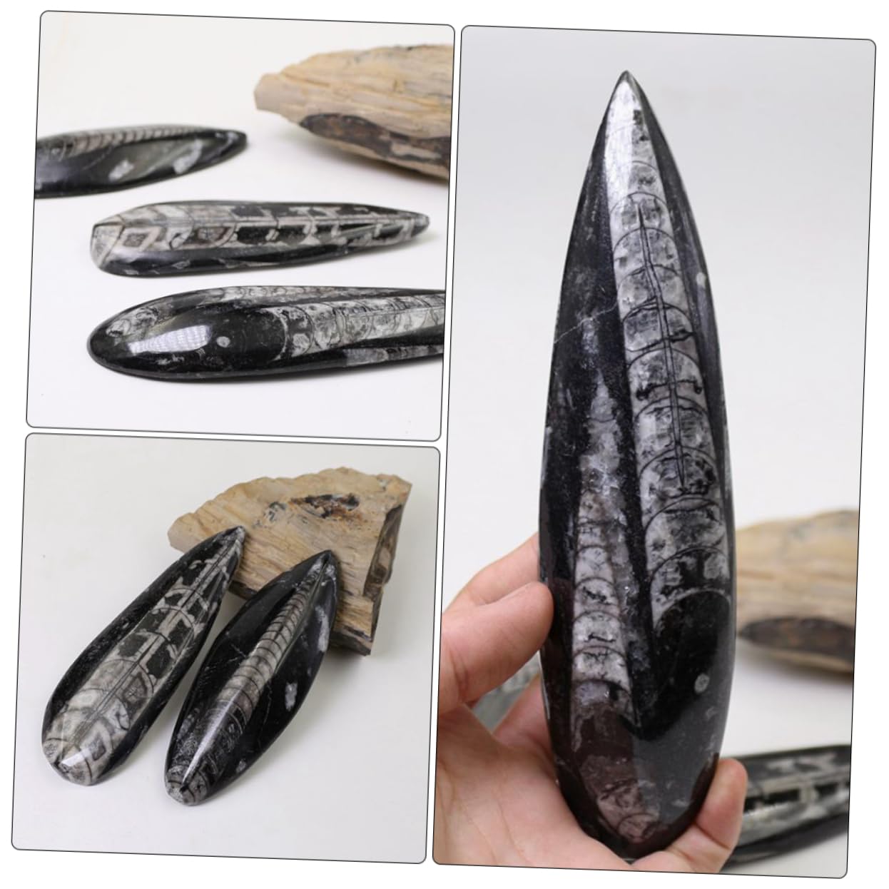 ibasenice Campione Fossile Orthoceras Naturale Paleo-oceano, Decorazione da Tavolo Educativa per Ragazzo Ragazza, Materiale Didattico Scientifico per Studio e Collezione